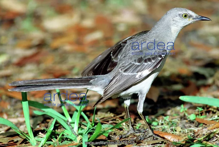 : Mockingbird : Mockingbird