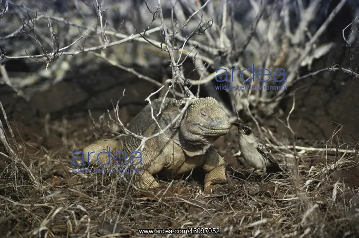: Mockingbird Cleans Iguana : Mockingbird Cleans Iguana
