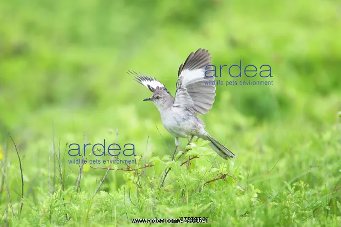 : Mockingbird - displaying on shrub : Mockingbird - displaying on shrub