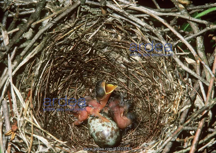 : Mockingbird nest with hatchlings : Mockingbird nest with hatchlings