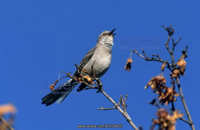 : Mockingbird Singing : Mockingbird Singing