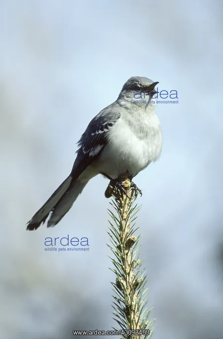: Mockingbird singing (Mimus polyglottos) : Mockingbird singing (Mimus polyglottos)
