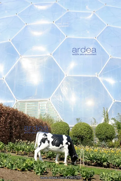 : Model Cow. next to Tropical Biomes - The Eden Project, Cornwall, UK : Model Cow. next to Tropical Biomes - The Eden Project, Cornwall, UK