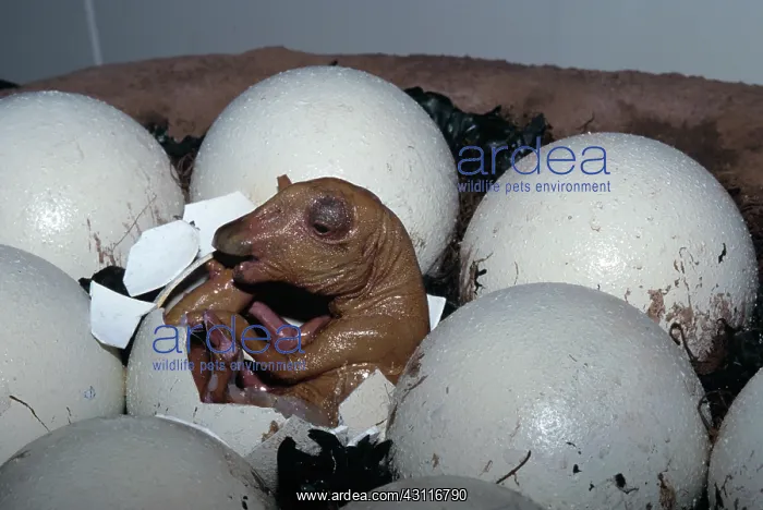 : Model of Maiasaur eggs hatching : Model of Maiasaur eggs hatching