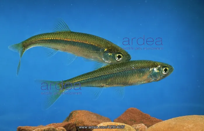 : Moderlieschen / Belica / Pond Dweller / Motherless Minnow : Moderlieschen / Belica / Pond Dweller / Motherless Minnow