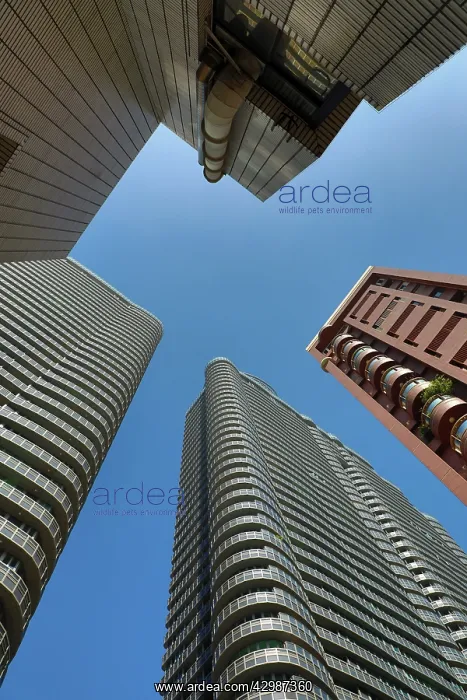 : Modern architecture of skyscrapers and sky, Kaohsiung : Modern architecture of skyscrapers and sky, Kaohsiung