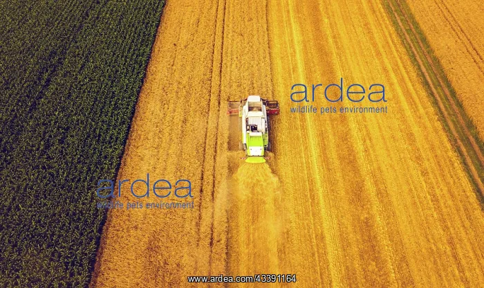 : A modern combine harvester working on wheat field : A modern combine harvester working on wheat field