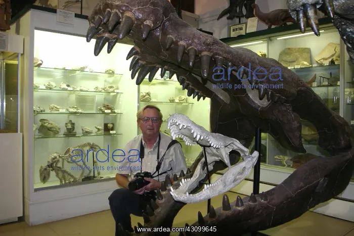 : Modern and prehistoric Alligator skulls : Modern and prehistoric Alligator skulls