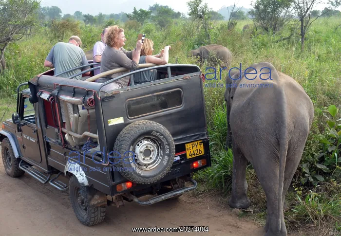 : Modern tourism- jeep safari looking for elephants : Modern tourism- jeep safari looking for elephants
