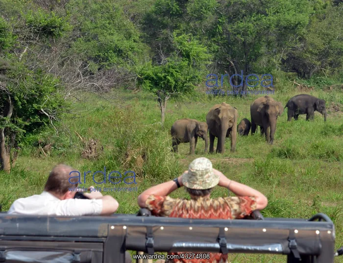  : Modern tourism- jeep safari looking for elephants