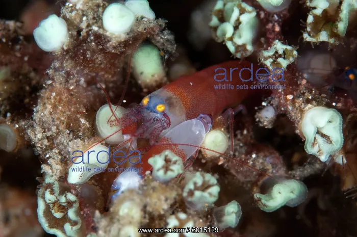  : Modest Snapping Shrimp