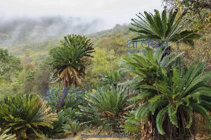 : Modjadji Cycads (Encephalartos transvenosus) in : Modjadji Cycads (Encephalartos transvenosus) in