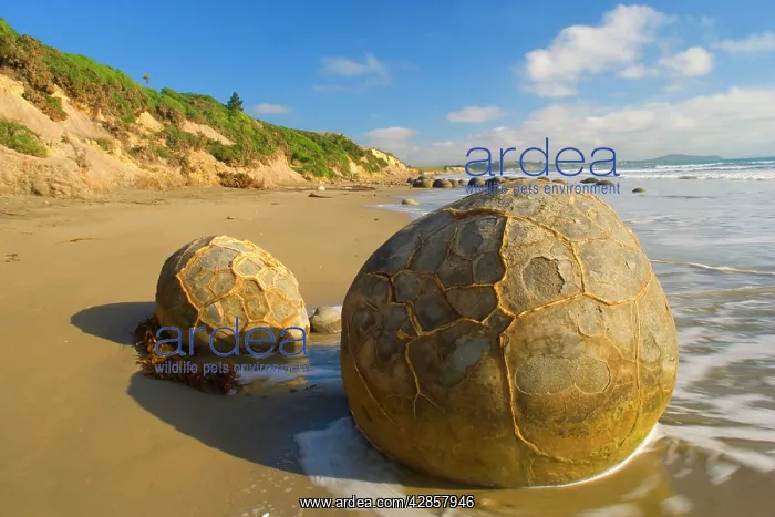 : Moeraki Boulders - massive spherical rocks which : Moeraki Boulders - massive spherical rocks which