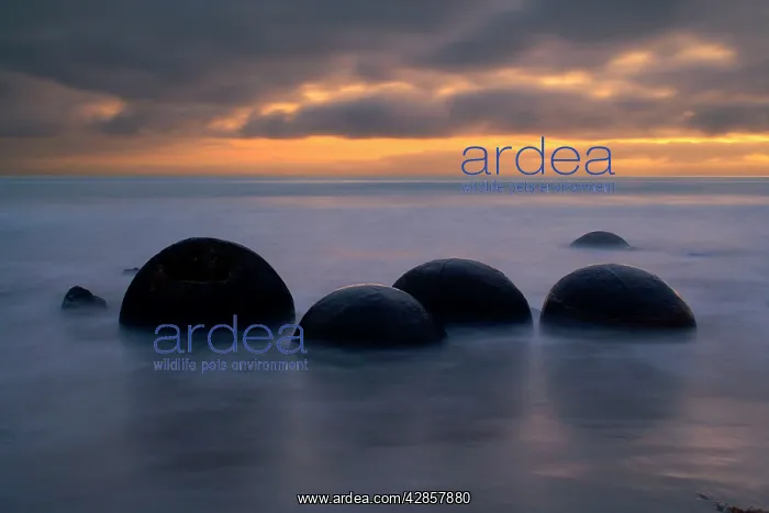 : Moeraki Boulders - massive spherical rocks at dawn : Moeraki Boulders - massive spherical rocks at dawn
