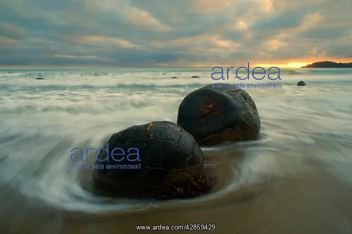 : Moeraki Boulders - massive spherical rocks at dawn : Moeraki Boulders - massive spherical rocks at dawn