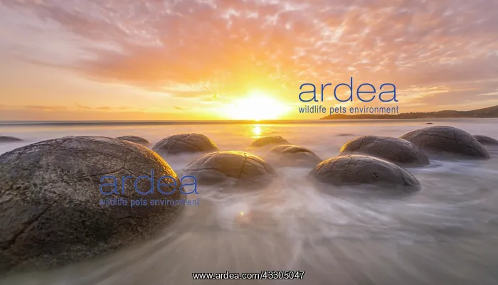 : Moeraki boulders, at sunrise, geological formation : Moeraki boulders, at sunrise, geological formation