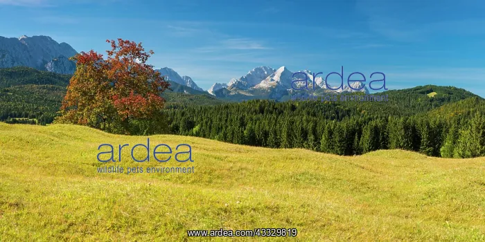 : Mogul meadows between Mittenwald and Kran, Werde : Mogul meadows between Mittenwald and Kran, Werde