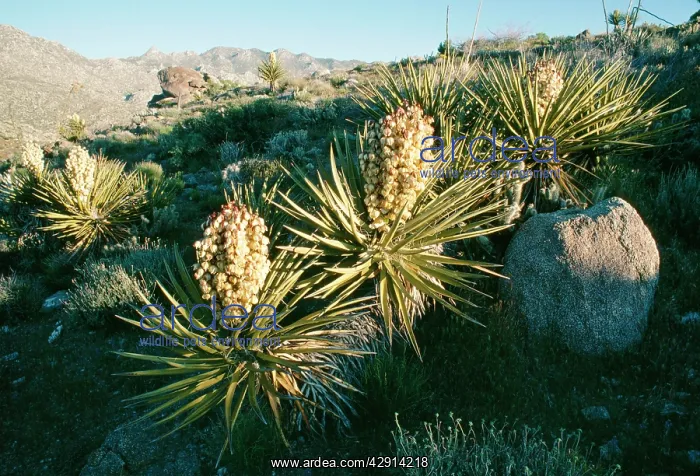 : Mohave Yucca : Mohave Yucca
