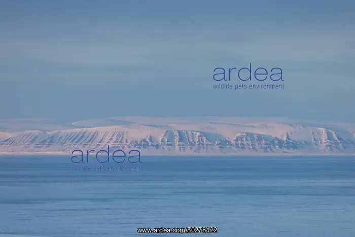 : Mohnbukta Winter : Mohnbukta Winter