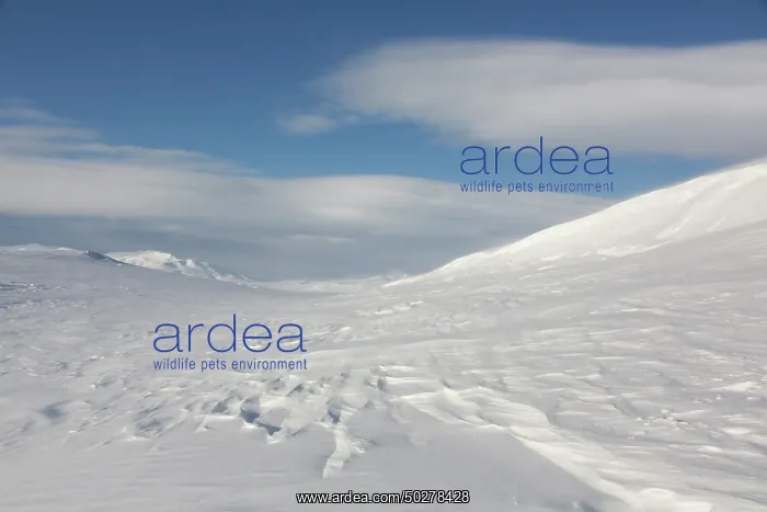 : Mohnbukta Winter : Mohnbukta Winter