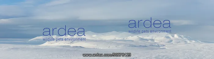 : Mohnbukta Winter : Mohnbukta Winter