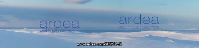 : Mohnbukta Winter : Mohnbukta Winter