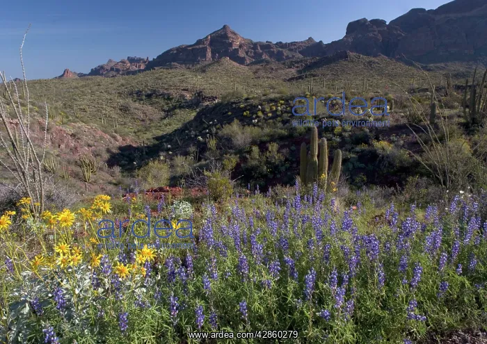 : Mojave / Coulter's Lupins & Brittle Bush : Mojave / Coulter's Lupins & Brittle Bush