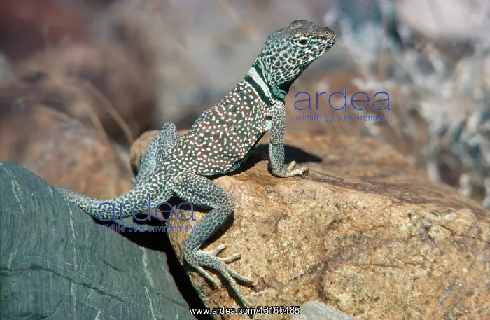: Mojave Desert Collared Lizard : Mojave Desert Collared Lizard
