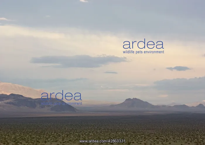 : Mojave Desert - looking towards Silurian mountains : Mojave Desert - looking towards Silurian mountains