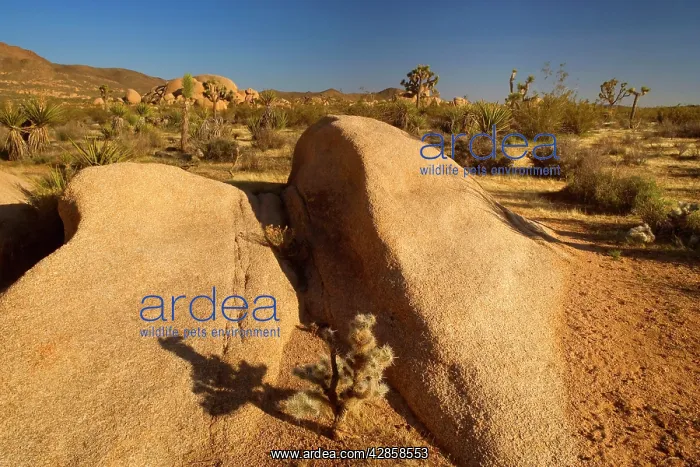 : Mojave Desert - rock boulders, Teddy Bear Chollas : Mojave Desert - rock boulders, Teddy Bear Chollas