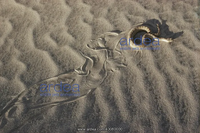 : Mojave Desert Sidewinder : Mojave Desert Sidewinder