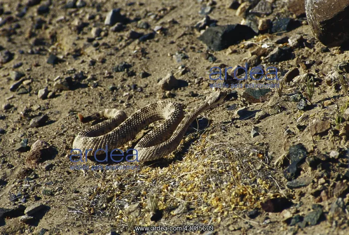 : Mojave Desert Sidewinder : Mojave Desert Sidewinder