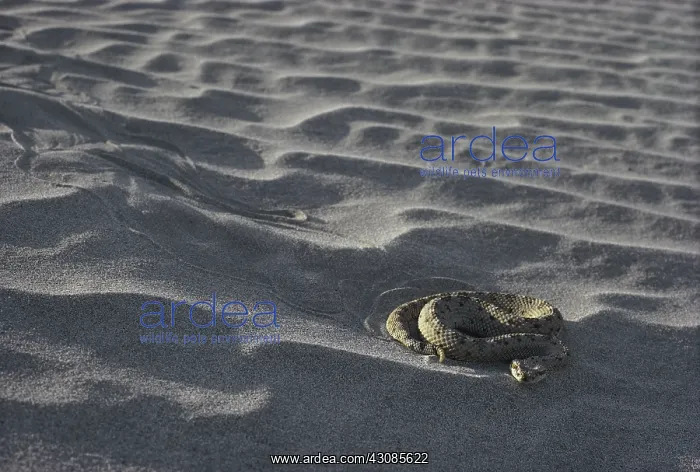 : Mojave Desert Sidewinder : Mojave Desert Sidewinder