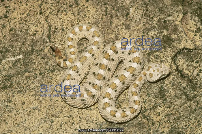 : Mojave Desert Sidewinder : Mojave Desert Sidewinder
