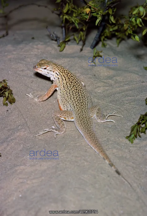 : Mojave Fringe Toed Lizard : Mojave Fringe Toed Lizard