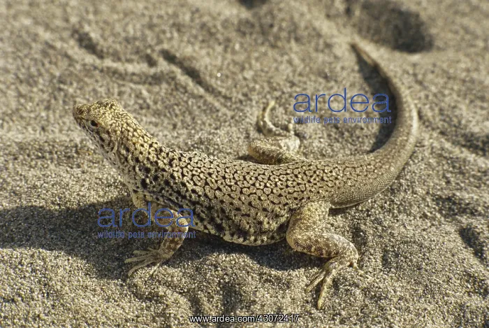 : Mojave Fringe-toed Lizard : Mojave Fringe-toed Lizard