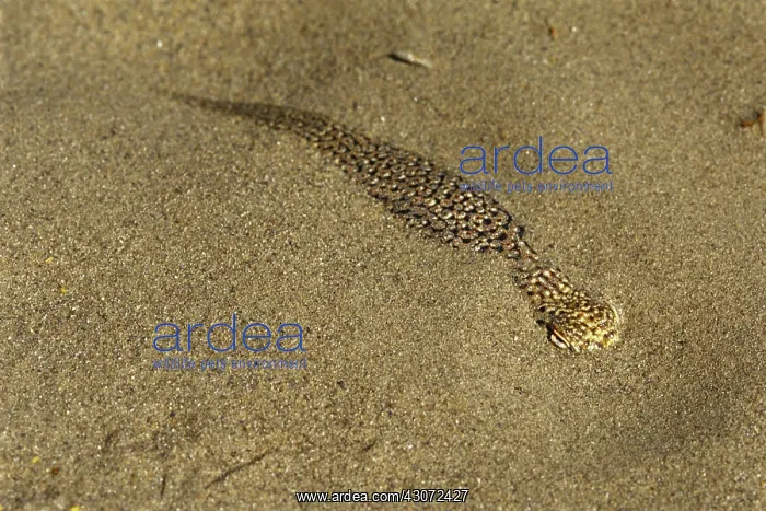 : Mojave Fringe-toed Lizard : Mojave Fringe-toed Lizard