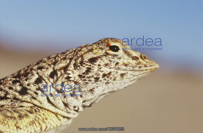 : Mojave Fringe-toed Lizard : Mojave Fringe-toed Lizard