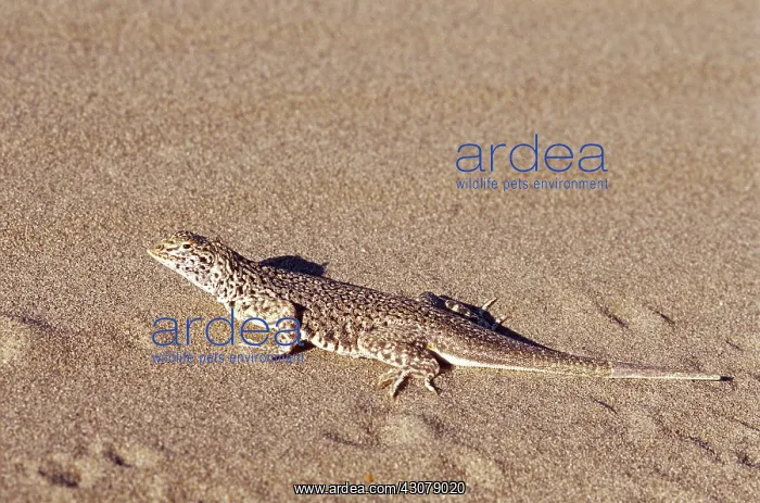 : Mojave Fringe-toed Lizard : Mojave Fringe-toed Lizard