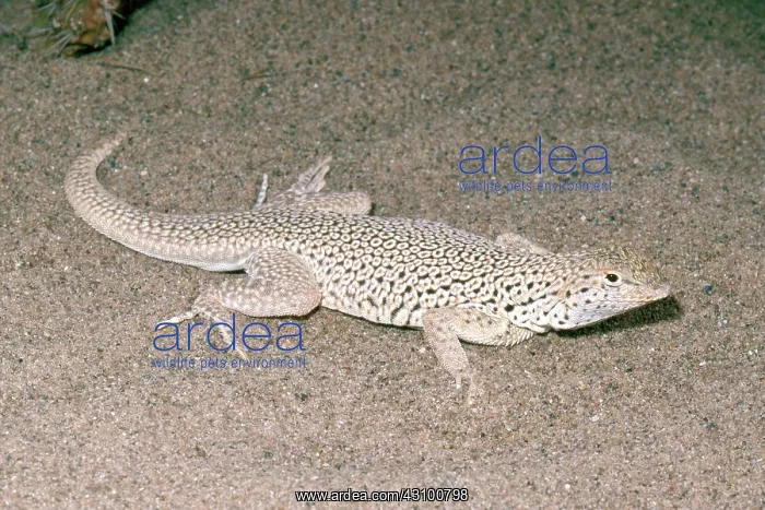 : Mojave Fringe-toed Lizard : Mojave Fringe-toed Lizard