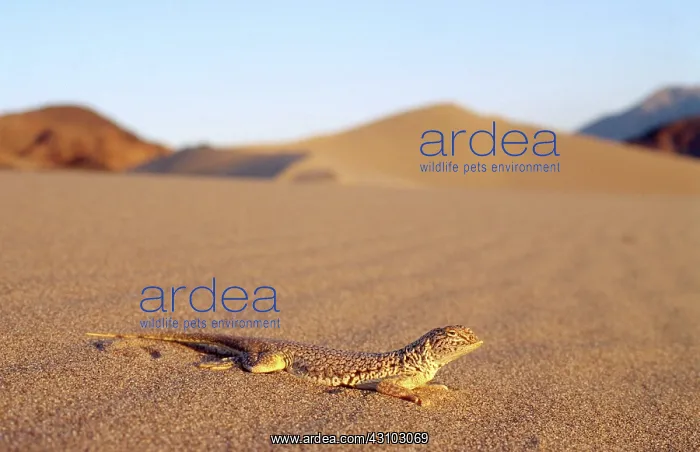 : Mojave Fringe-Toed Lizard : Mojave Fringe-Toed Lizard
