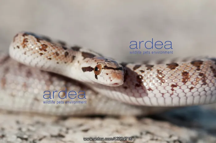 : Mojave glossy snake : Mojave glossy snake