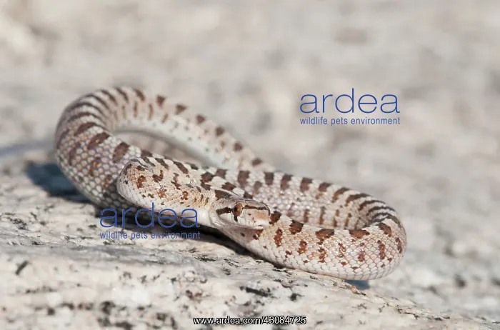: Mojave glossy snake : Mojave glossy snake