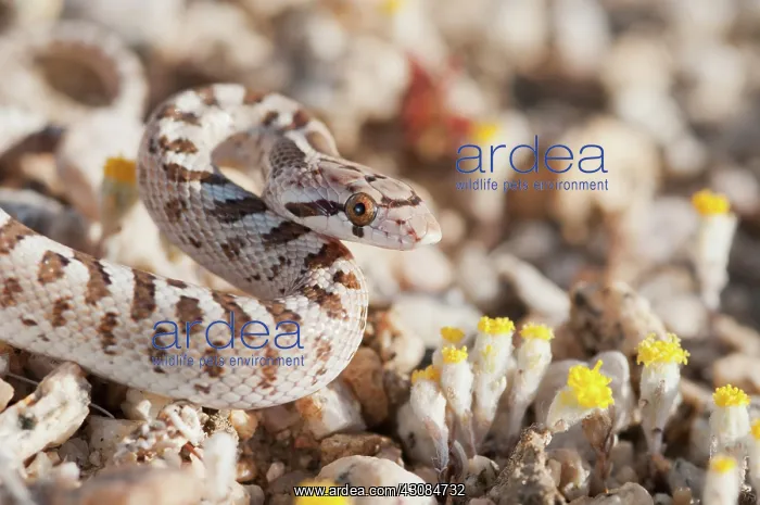: Mojave glossy snake : Mojave glossy snake