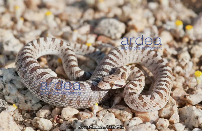 : Mojave glossy snake : Mojave glossy snake