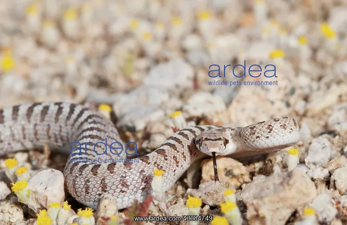 : Mojave glossy snake : Mojave glossy snake