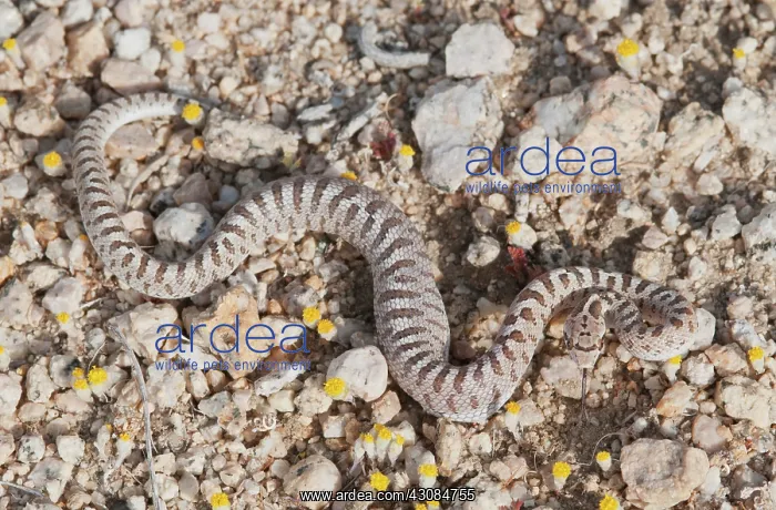 : Mojave glossy snake : Mojave glossy snake