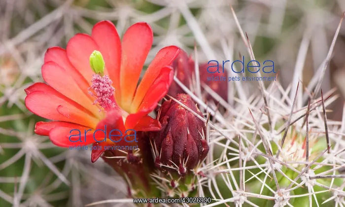 : Mojave mound / Kingcup / Claret Cup Cactus : Mojave mound / Kingcup / Claret Cup Cactus