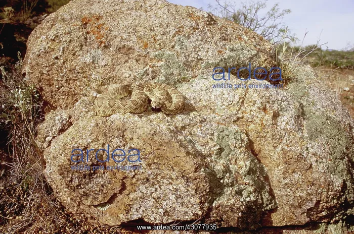 : Mojave Rattlesnake : Mojave Rattlesnake