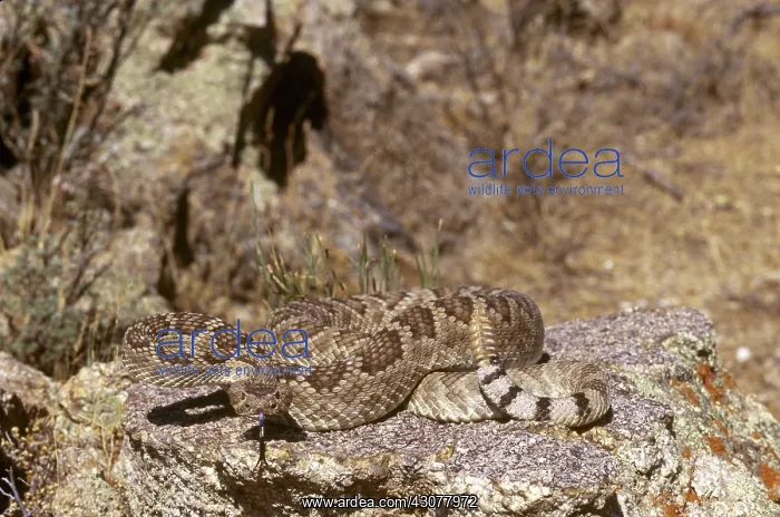 : Mojave Rattlesnake : Mojave Rattlesnake